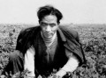 焦裕禄带孩子吃瓜,一段感人至深的吃瓜故事
