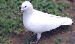 白鸽子吃瓜视频,揭秘萌宠美食新风尚