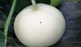 健身吃梨瓜,清新口感与营养的双重享受