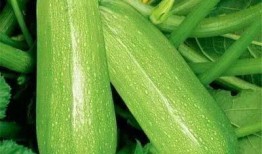 mathematica 吃瓜 吃瓜