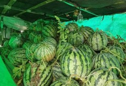 江南里吃瓜,夏日吃瓜盛宴，品味传统与现代的交融