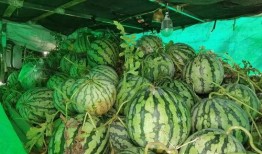 江南里吃瓜,夏日吃瓜盛宴，品味传统与现代的交融