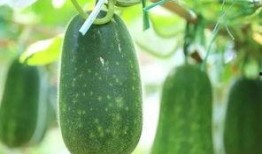 农村人吃彩色瓜,农村彩色瓜果的诱惑