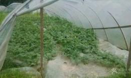 瓜棚吃瓜美文,一场与自然的亲密邂逅