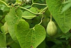 怀化梢瓜怎么吃,解锁家常美味新境界