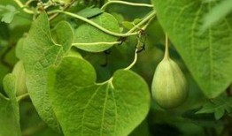 怀化梢瓜怎么吃,解锁家常美味新境界