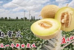吃蜜瓜尿频