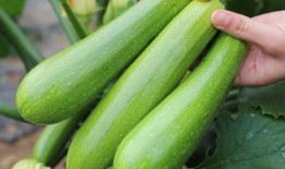 摔瓜吃老瓜,传承与创新的故事