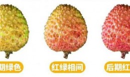 荔枝吃瓜的视频,揭秘网红美食背后的故事