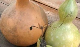 乙肝可以吃葫芦瓜吗,葫芦瓜的适宜与禁忌