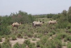 敦煌甜水井吃瓜,瓜果飘香的历史印记