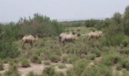 敦煌甜水井吃瓜,瓜果飘香的历史印记