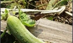 蝶瓜怎么吃,探索蝶瓜的美味之旅