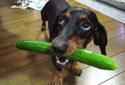 狗吃兰瓜,兰瓜的诱惑