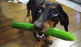 狗吃兰瓜,兰瓜的诱惑