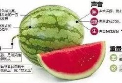 微信吃瓜教程,轻松掌握瓜圈秘籍，畅游社交海洋