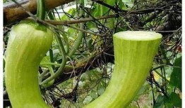 长意吃瓜视频,揭秘娱乐圈幕后故事，带你领略明星真实生活