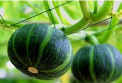 吃贝贝瓜便秘吗