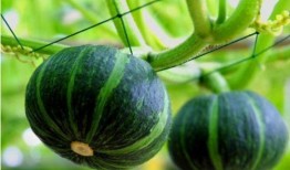 吃贝贝瓜便秘吗