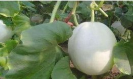 吃白兰瓜图片,一睹其色香味俱全的绝美瞬间