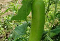 瓠子瓜能炒吃吗,炒制美味新体验