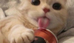 贵圈吃瓜呱,揭秘“贵圈吃瓜呱”背后的故事