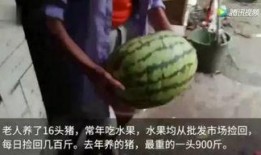 全程吃瓜的视频,揭秘热门事件幕后真相