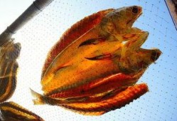 吃瓜直接咸鱼,揭秘现代人的“吃瓜咸鱼”现象