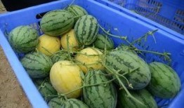 金提莫吃瓜,揭秘娱乐圈幕后真相