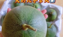 二辰在线吃瓜,揭秘娱乐圈幕后故事