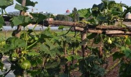 瓜棚吃瓜美文,一场与自然的亲密邂逅