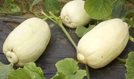 吃小瓜过敏的案例,揭秘常见食物背后的潜在风险