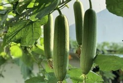 美容瓜怎么吃最好,焕发肌肤光彩的秘密