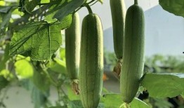 美容瓜怎么吃最好,焕发肌肤光彩的秘密