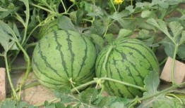 餐厅吃瓜事件最新