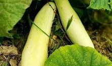 2019年几月吃瓜,盘点那年的热门事件与热议瞬间