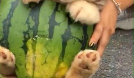 狗吃兰瓜,兰瓜的诱惑