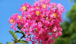 吃瓜老紫薇,娱乐圈幕后风云录