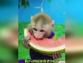 吃瓜卡通动物