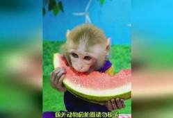 吃瓜卡通动物