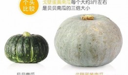 面瓜婴儿怎么吃,面瓜婴儿辅食制作与食用指南