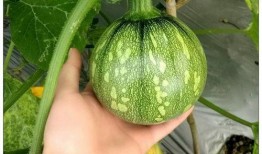 小坨坨吃瓜,揭秘娱乐圈那些不为人知的幕后故事