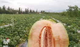 二辰在线吃瓜,揭秘娱乐圈幕后故事