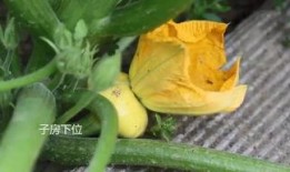 吃飞碟瓜,一场味蕾与宇宙的邂逅