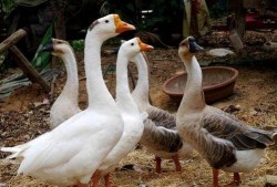 鹅鹅吃瓜小游戏,趣味横生的互动游戏体验