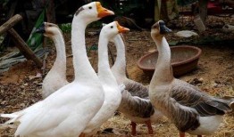 鹅鹅吃瓜小游戏,趣味横生的互动游戏体验