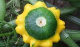 吃飞碟瓜,一场味蕾与宇宙的邂逅