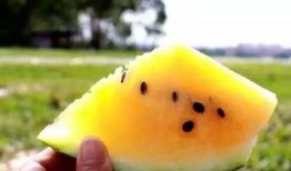 吃瓜贴吧黄色,黄色内容的背后真相