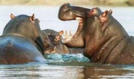 河马吃瓜搞怪图片,萌态十足，搞怪瞬间引网友爆笑