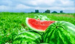 张新尧吃瓜,揭秘娱乐圈幕后真相